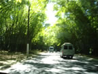 Bamboo lined streets leaving the airport (58kb)